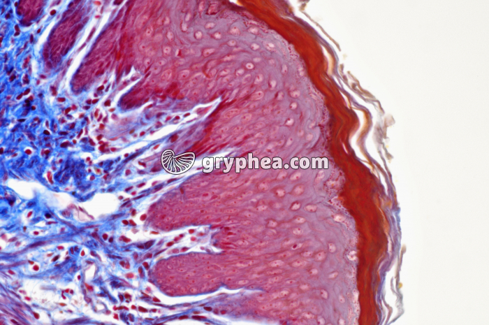 Estomac cardiaque x100 - gryphea.org